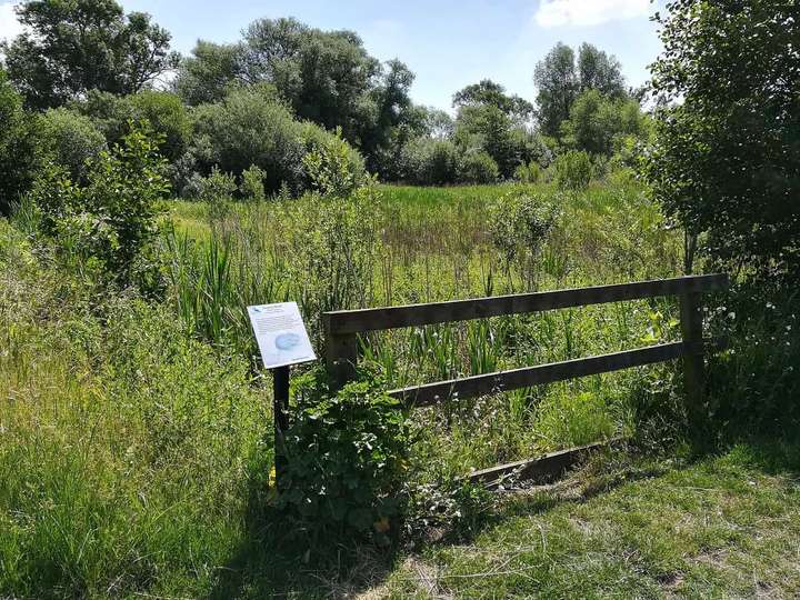 View over reed beds